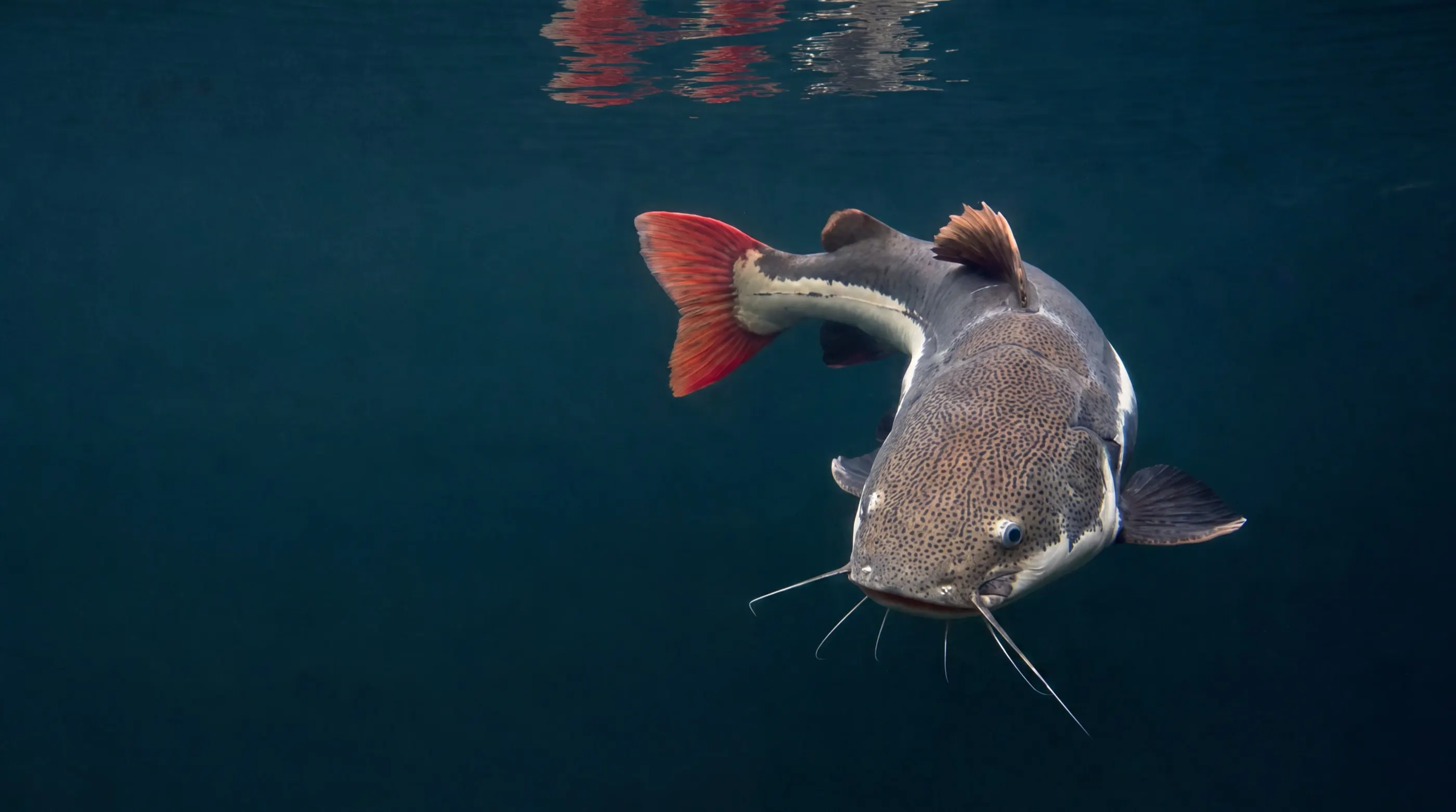 A redtail catfish turning in dark water