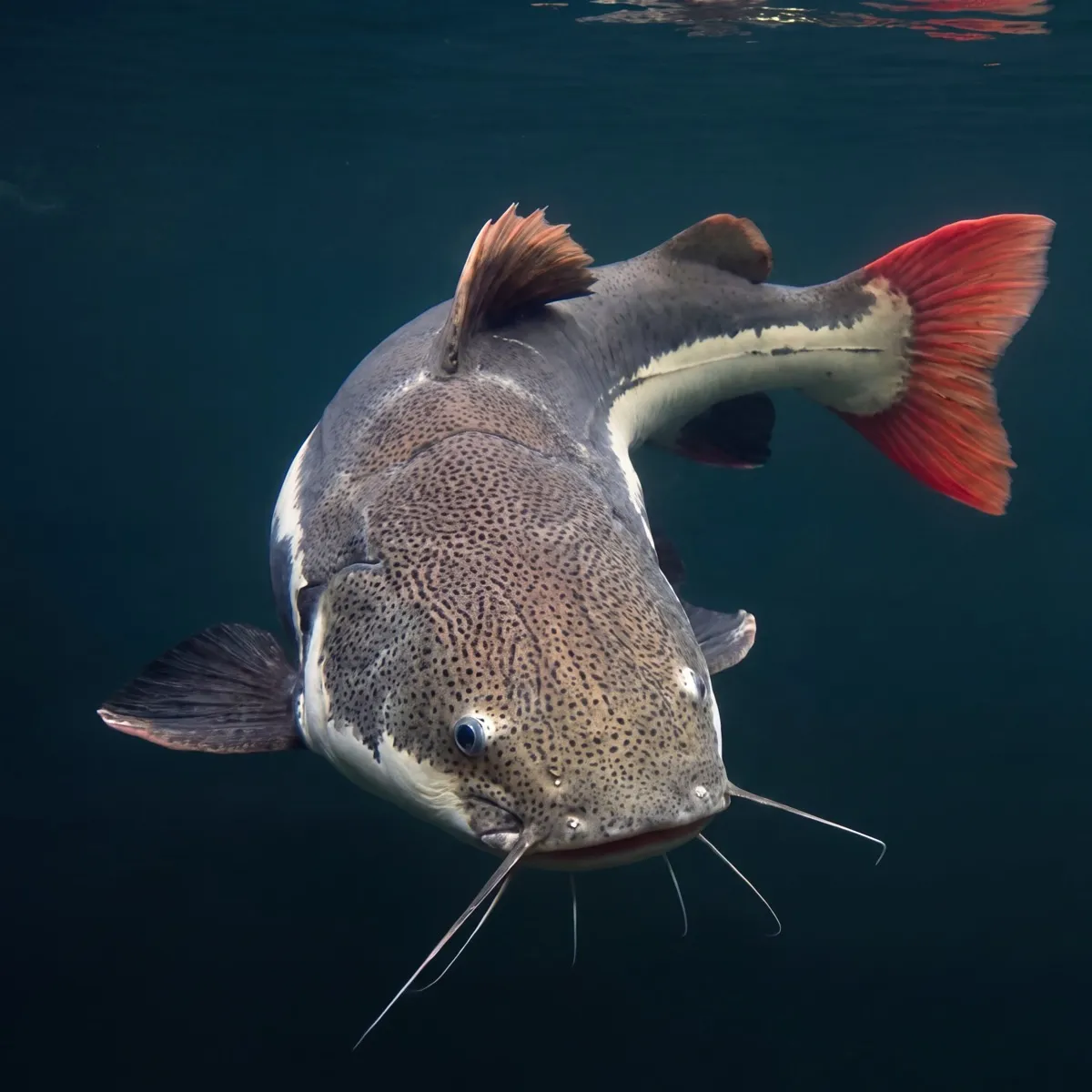 An adult redtail catfish turning toward the camera, showing its broad spotted head and red tail