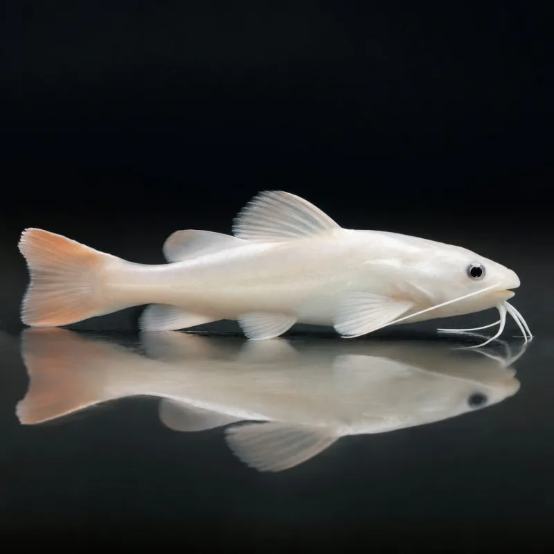 A platinum redtail catfish juvenile, white with a dark eye